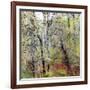 USA, Washington State, Fall City Cottonwoods budding out in the spring along the Snoqualmie River-Sylvia Gulin-Framed Photographic Print