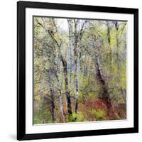 USA, Washington State, Fall City Cottonwoods budding out in the spring along the Snoqualmie River-Sylvia Gulin-Framed Photographic Print