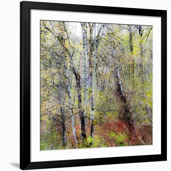 USA, Washington State, Fall City Cottonwoods budding out in the spring along the Snoqualmie River-Sylvia Gulin-Framed Photographic Print