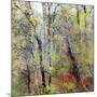 USA, Washington State, Fall City Cottonwoods budding out in the spring along the Snoqualmie River-Sylvia Gulin-Mounted Photographic Print