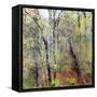 USA, Washington State, Fall City Cottonwoods budding out in the spring along the Snoqualmie River-Sylvia Gulin-Framed Stretched Canvas