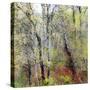 USA, Washington State, Fall City Cottonwoods budding out in the spring along the Snoqualmie River-Sylvia Gulin-Stretched Canvas