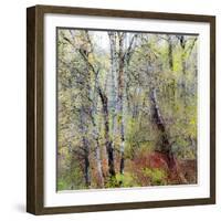 USA, Washington State, Fall City Cottonwoods budding out in the spring along the Snoqualmie River-Sylvia Gulin-Framed Photographic Print