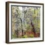 USA, Washington State, Fall City Cottonwoods budding out in the spring along the Snoqualmie River-Sylvia Gulin-Framed Photographic Print