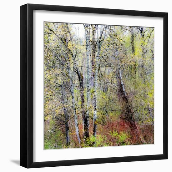 USA, Washington State, Fall City Cottonwoods budding out in the spring along the Snoqualmie River-Sylvia Gulin-Framed Photographic Print