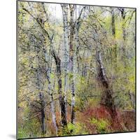 USA, Washington State, Fall City Cottonwoods budding out in the spring along the Snoqualmie River-Sylvia Gulin-Mounted Photographic Print