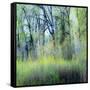 USA, Washington State, Fall City Cottonwoods budding out in the spring along the Snoqualmie River-Sylvia Gulin-Framed Stretched Canvas