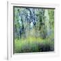 USA, Washington State, Fall City Cottonwoods budding out in the spring along the Snoqualmie River-Sylvia Gulin-Framed Photographic Print