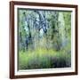 USA, Washington State, Fall City Cottonwoods budding out in the spring along the Snoqualmie River-Sylvia Gulin-Framed Photographic Print