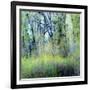 USA, Washington State, Fall City Cottonwoods budding out in the spring along the Snoqualmie River-Sylvia Gulin-Framed Photographic Print