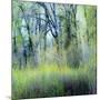 USA, Washington State, Fall City Cottonwoods budding out in the spring along the Snoqualmie River-Sylvia Gulin-Mounted Photographic Print