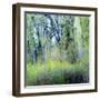 USA, Washington State, Fall City Cottonwoods budding out in the spring along the Snoqualmie River-Sylvia Gulin-Framed Photographic Print