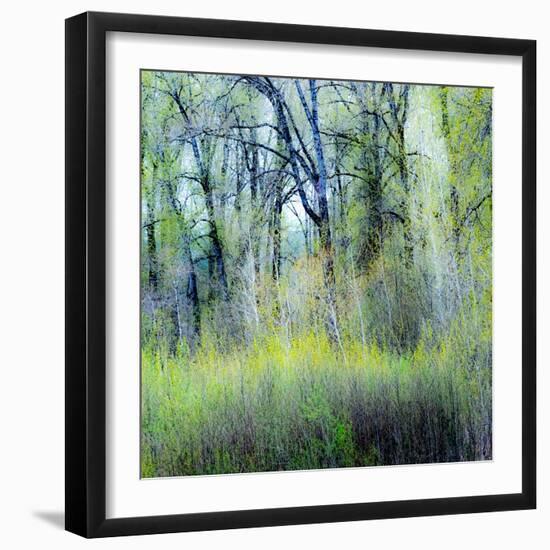 USA, Washington State, Fall City Cottonwoods budding out in the spring along the Snoqualmie River-Sylvia Gulin-Framed Photographic Print