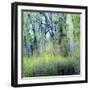 USA, Washington State, Fall City Cottonwoods budding out in the spring along the Snoqualmie River-Sylvia Gulin-Framed Photographic Print