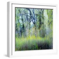 USA, Washington State, Fall City Cottonwoods budding out in the spring along the Snoqualmie River-Sylvia Gulin-Framed Photographic Print