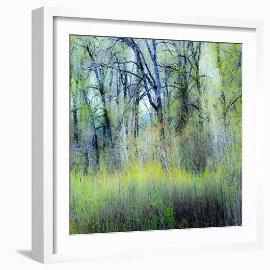 USA, Washington State, Fall City Cottonwoods budding out in the spring along the Snoqualmie River-Sylvia Gulin-Framed Photographic Print