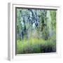 USA, Washington State, Fall City Cottonwoods budding out in the spring along the Snoqualmie River-Sylvia Gulin-Framed Photographic Print