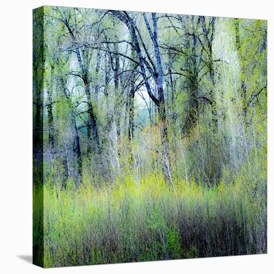 USA, Washington State, Fall City Cottonwoods budding out in the spring along the Snoqualmie River-Sylvia Gulin-Stretched Canvas