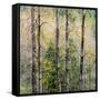 USA, Washington State, Fall City Cottonwoods budding out in the spring along the Snoqualmie River-Sylvia Gulin-Framed Stretched Canvas