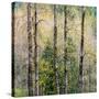 USA, Washington State, Fall City Cottonwoods budding out in the spring along the Snoqualmie River-Sylvia Gulin-Stretched Canvas