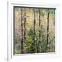 USA, Washington State, Fall City Cottonwoods budding out in the spring along the Snoqualmie River-Sylvia Gulin-Framed Photographic Print