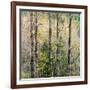 USA, Washington State, Fall City Cottonwoods budding out in the spring along the Snoqualmie River-Sylvia Gulin-Framed Photographic Print