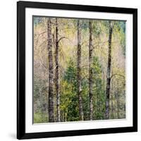 USA, Washington State, Fall City Cottonwoods budding out in the spring along the Snoqualmie River-Sylvia Gulin-Framed Photographic Print