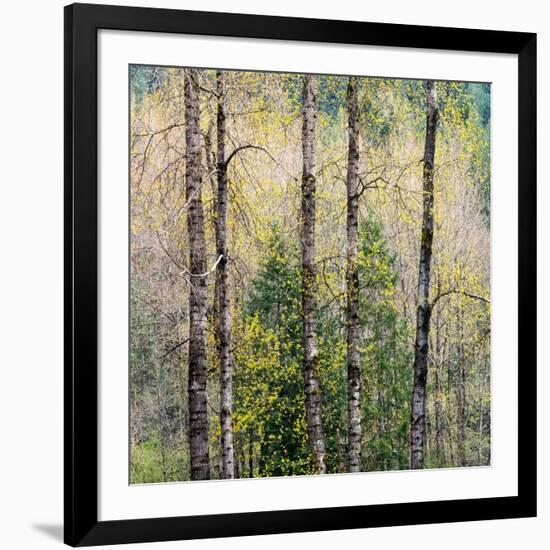 USA, Washington State, Fall City Cottonwoods budding out in the spring along the Snoqualmie River-Sylvia Gulin-Framed Photographic Print