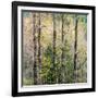 USA, Washington State, Fall City Cottonwoods budding out in the spring along the Snoqualmie River-Sylvia Gulin-Framed Photographic Print