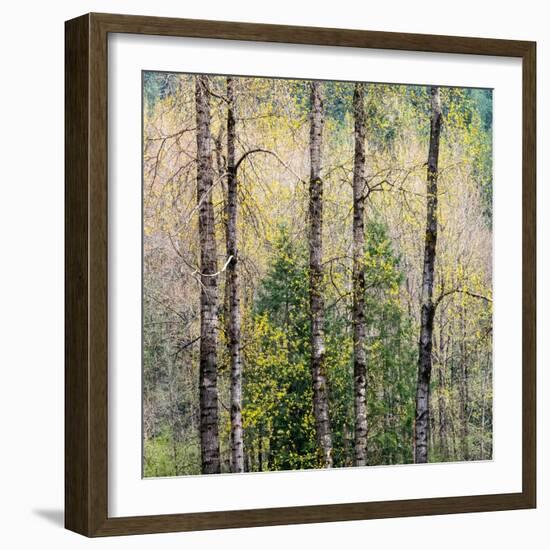 USA, Washington State, Fall City Cottonwoods budding out in the spring along the Snoqualmie River-Sylvia Gulin-Framed Photographic Print