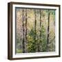 USA, Washington State, Fall City Cottonwoods budding out in the spring along the Snoqualmie River-Sylvia Gulin-Framed Photographic Print