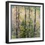 USA, Washington State, Fall City Cottonwoods budding out in the spring along the Snoqualmie River-Sylvia Gulin-Framed Photographic Print