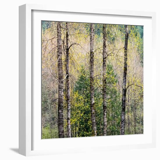 USA, Washington State, Fall City Cottonwoods budding out in the spring along the Snoqualmie River-Sylvia Gulin-Framed Photographic Print