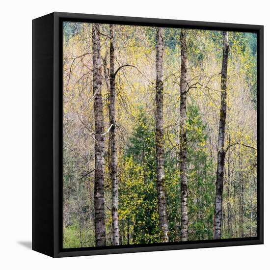 USA, Washington State, Fall City Cottonwoods budding out in the spring along the Snoqualmie River-Sylvia Gulin-Framed Stretched Canvas