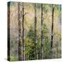 USA, Washington State, Fall City Cottonwoods budding out in the spring along the Snoqualmie River-Sylvia Gulin-Stretched Canvas