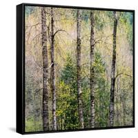 USA, Washington State, Fall City Cottonwoods budding out in the spring along the Snoqualmie River-Sylvia Gulin-Framed Stretched Canvas