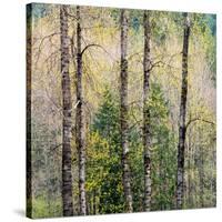 USA, Washington State, Fall City Cottonwoods budding out in the spring along the Snoqualmie River-Sylvia Gulin-Stretched Canvas