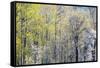 USA, Washington State, Fall City Cottonwoods budding out in the spring along the Snoqualmie River-Sylvia Gulin-Framed Stretched Canvas