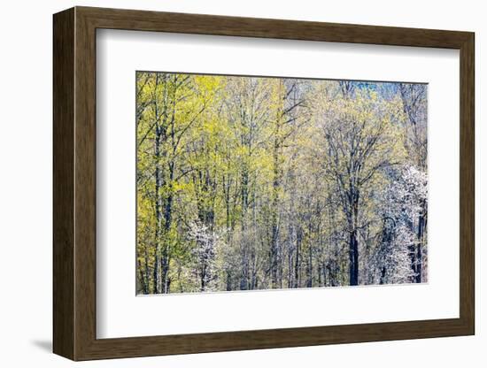 USA, Washington State, Fall City Cottonwoods budding out in the spring along the Snoqualmie River-Sylvia Gulin-Framed Photographic Print