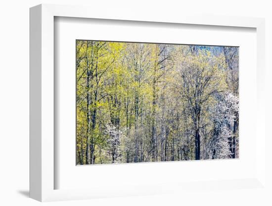 USA, Washington State, Fall City Cottonwoods budding out in the spring along the Snoqualmie River-Sylvia Gulin-Framed Photographic Print