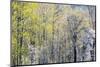 USA, Washington State, Fall City Cottonwoods budding out in the spring along the Snoqualmie River-Sylvia Gulin-Mounted Photographic Print