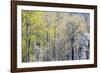 USA, Washington State, Fall City Cottonwoods budding out in the spring along the Snoqualmie River-Sylvia Gulin-Framed Photographic Print