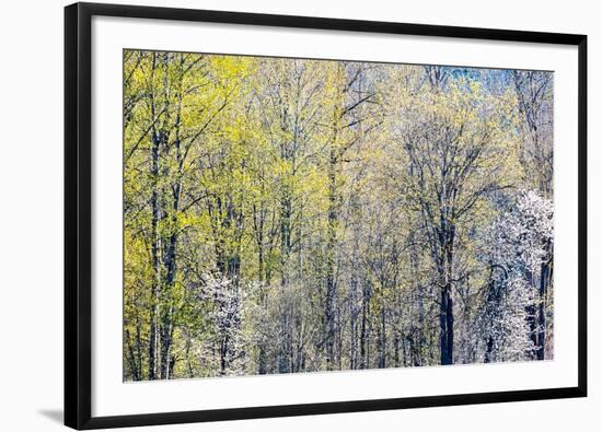 USA, Washington State, Fall City Cottonwoods budding out in the spring along the Snoqualmie River-Sylvia Gulin-Framed Photographic Print