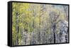 USA, Washington State, Fall City Cottonwoods budding out in the spring along the Snoqualmie River-Sylvia Gulin-Framed Stretched Canvas