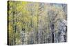 USA, Washington State, Fall City Cottonwoods budding out in the spring along the Snoqualmie River-Sylvia Gulin-Stretched Canvas