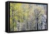 USA, Washington State, Fall City Cottonwoods budding out in the spring along the Snoqualmie River-Sylvia Gulin-Framed Stretched Canvas