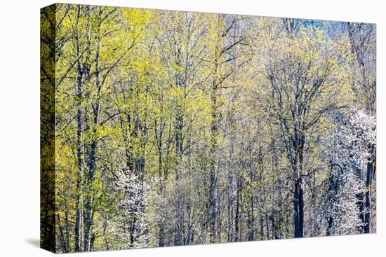 USA, Washington State, Fall City Cottonwoods budding out in the spring along the Snoqualmie River-Sylvia Gulin-Stretched Canvas