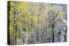 USA, Washington State, Fall City Cottonwoods budding out in the spring along the Snoqualmie River-Sylvia Gulin-Stretched Canvas