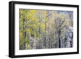 USA, Washington State, Fall City Cottonwoods budding out in the spring along the Snoqualmie River-Sylvia Gulin-Framed Photographic Print