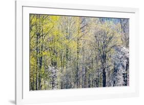 USA, Washington State, Fall City Cottonwoods budding out in the spring along the Snoqualmie River-Sylvia Gulin-Framed Photographic Print